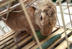 娱乐吃瓜小兔子,娱乐圈吃瓜小兔子的幕后故事